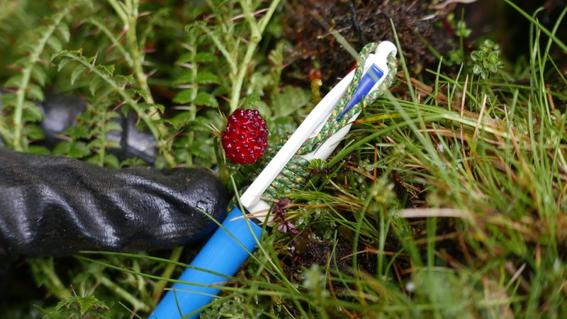 Rubus papuanus photo 5