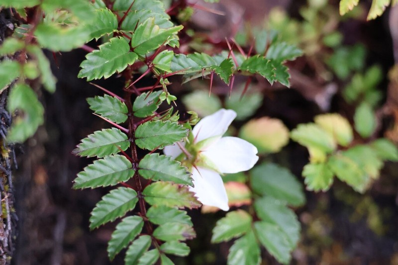 Rubus papuanus photo 6