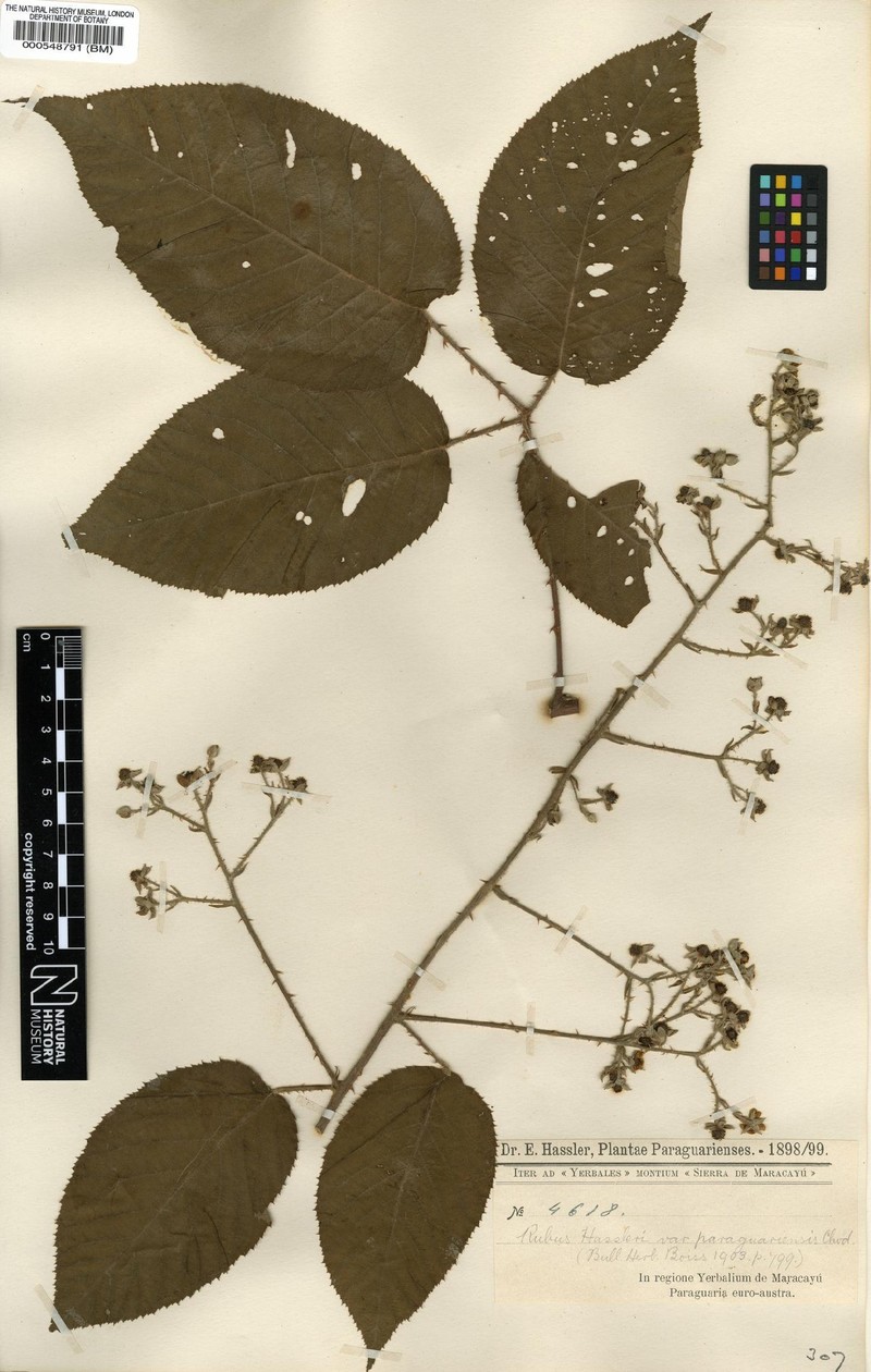 Rubus paraguariensis