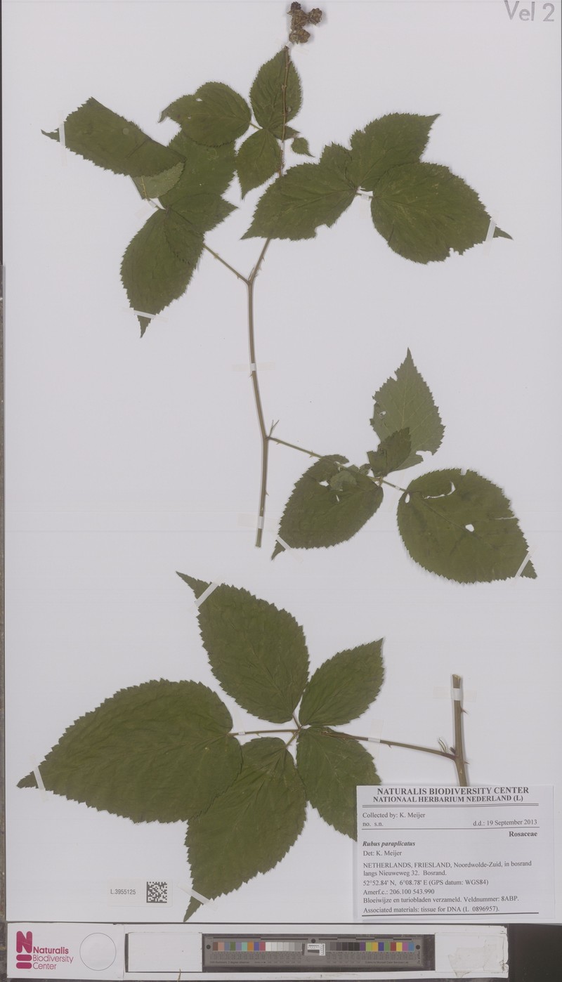 Rubus paraplicatus
