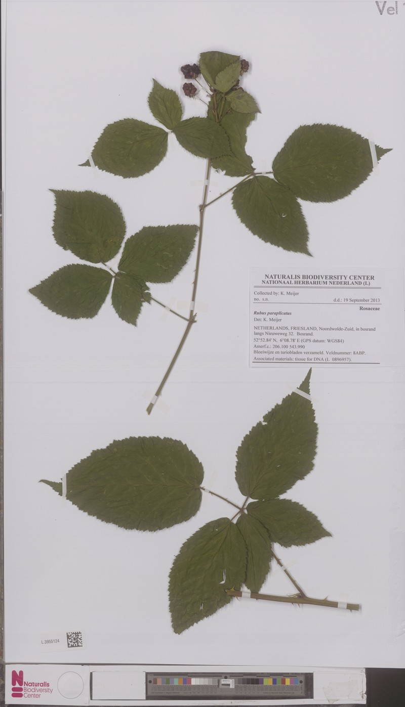 Rubus paraplicatus photo 2