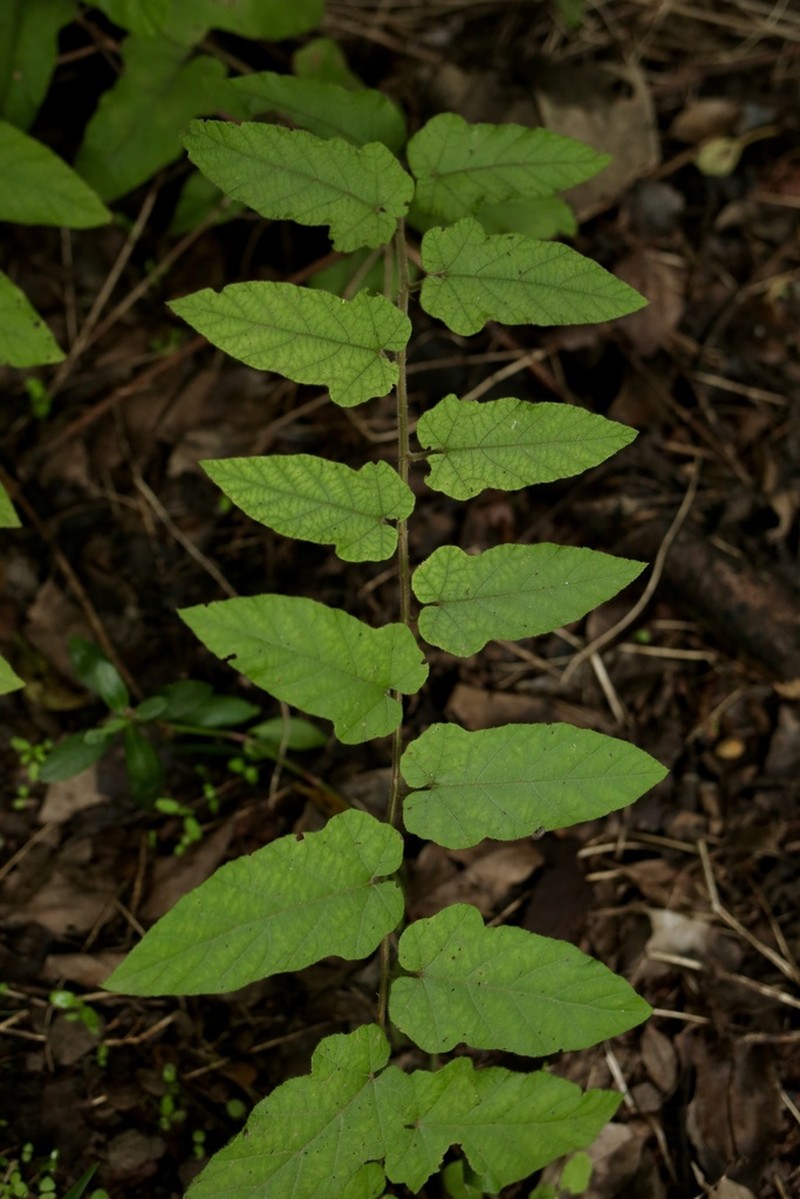 Rubus parkeri