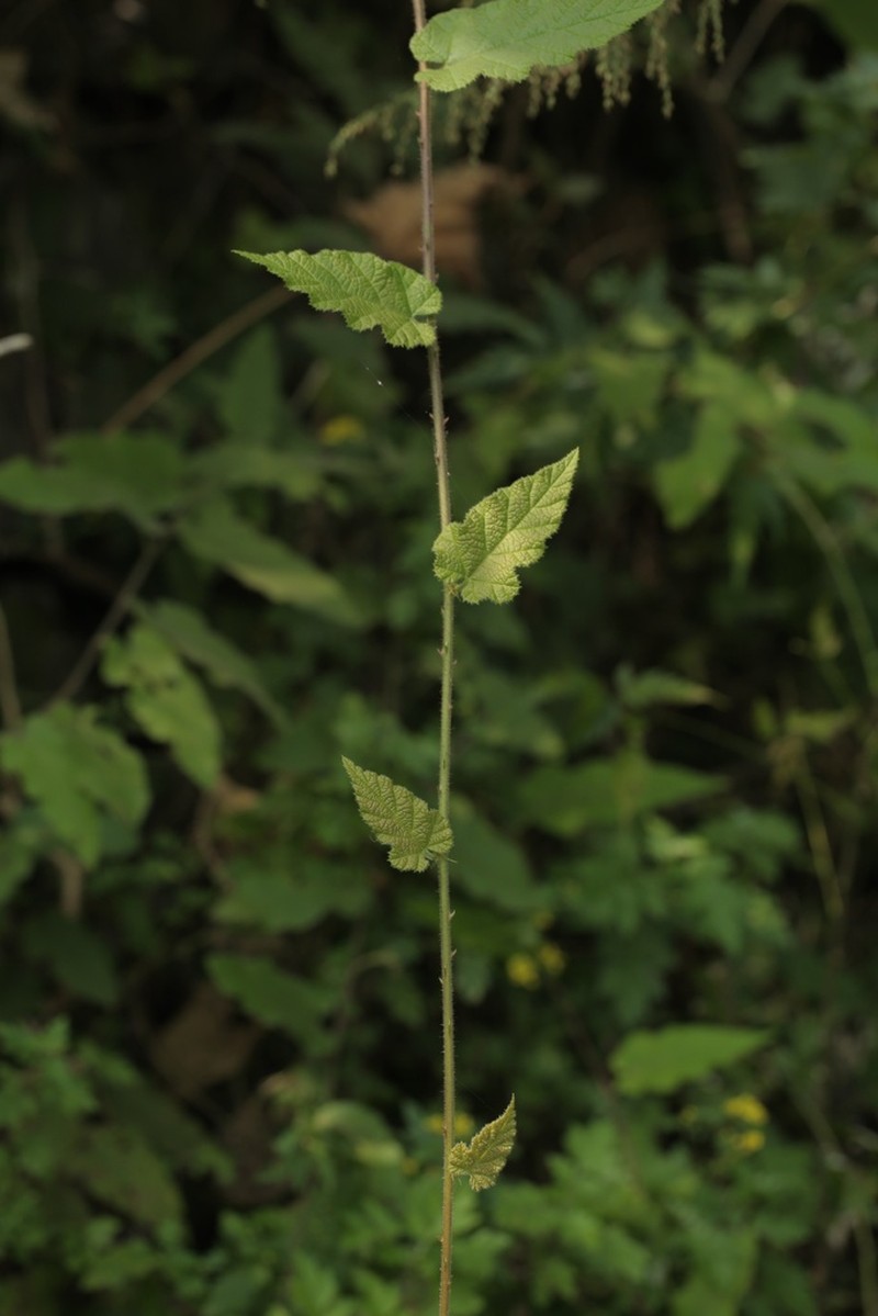Rubus parkeri photo 2