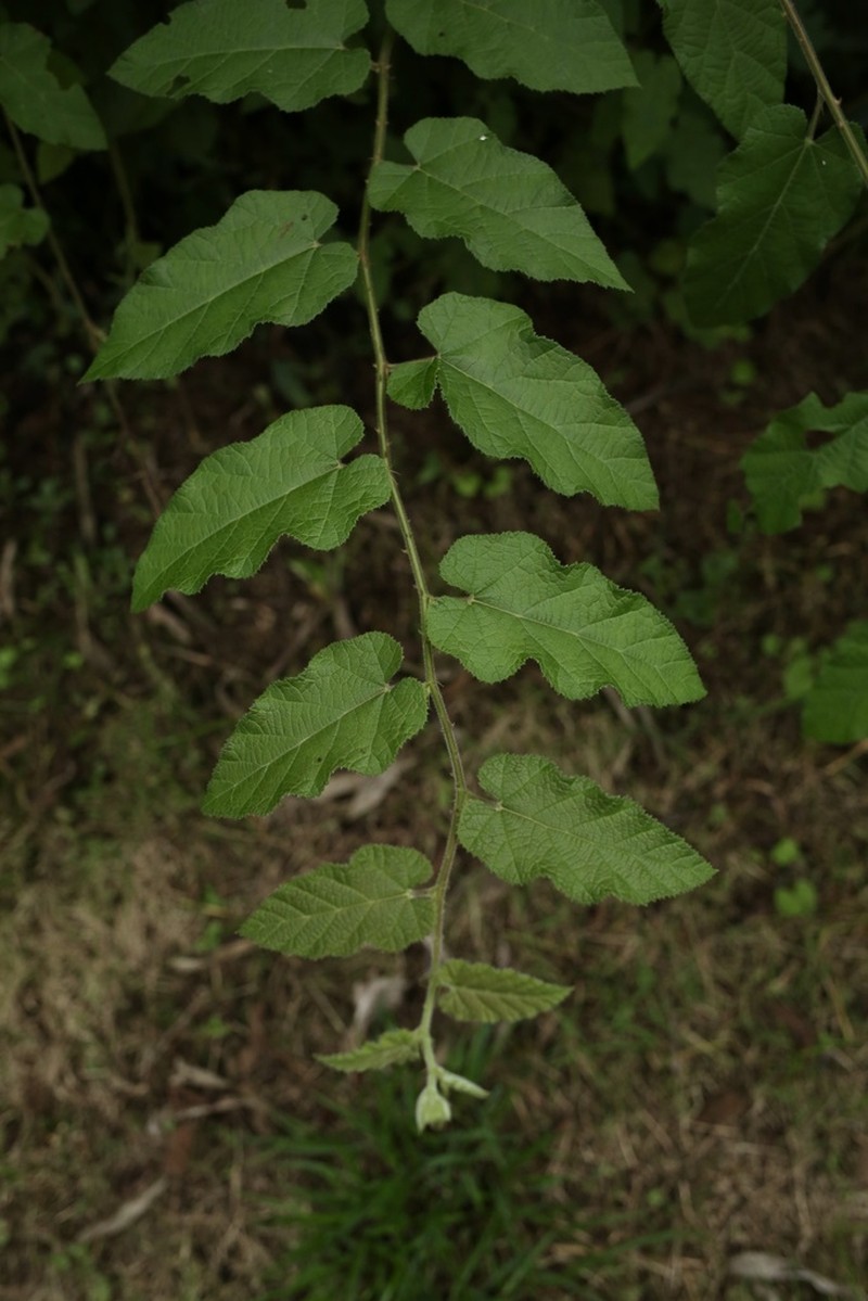 Rubus parkeri photo 3