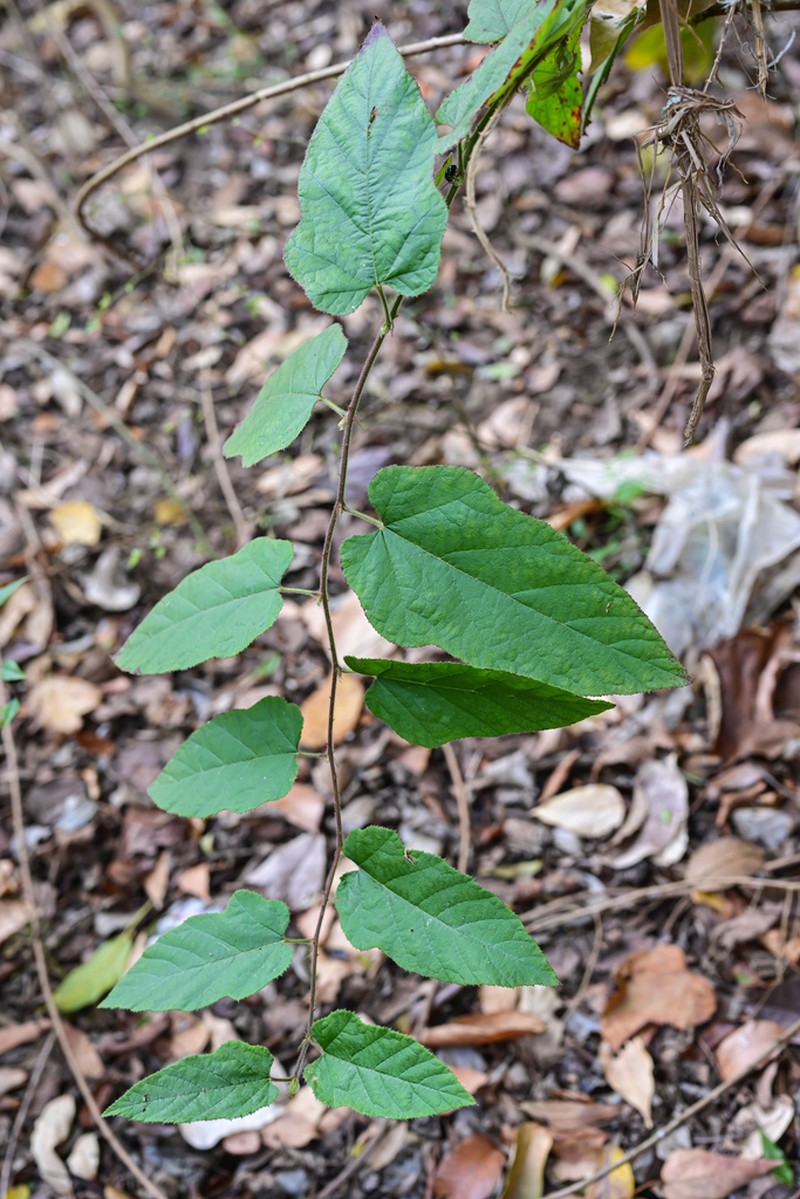 Rubus parkeri photo 4
