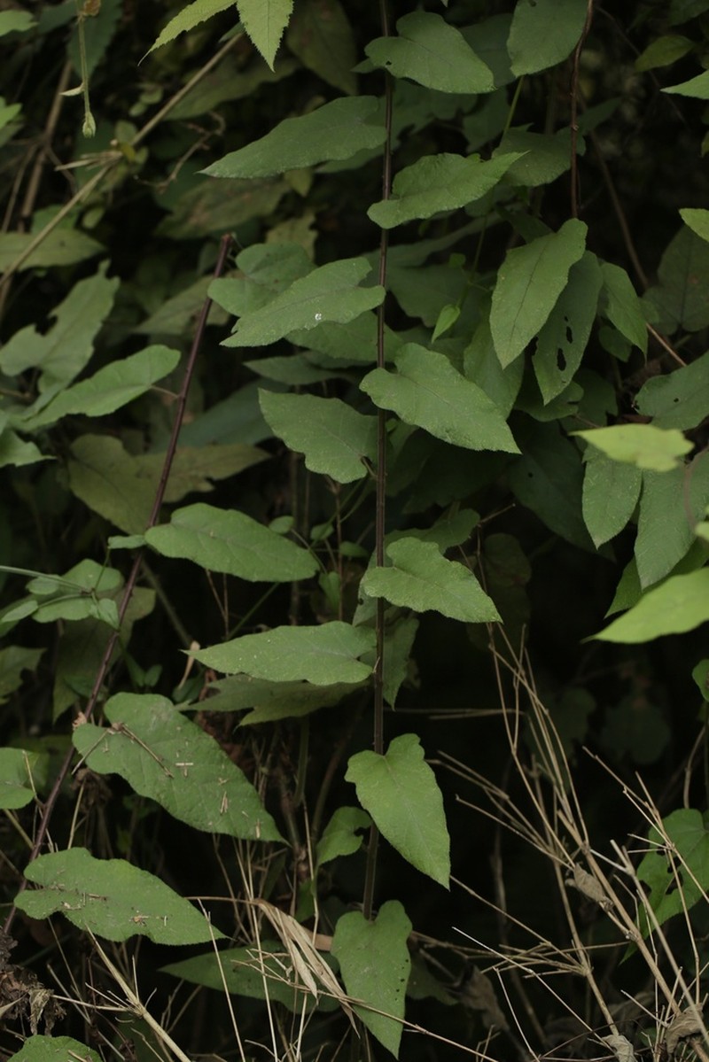 Rubus parkeri photo 5