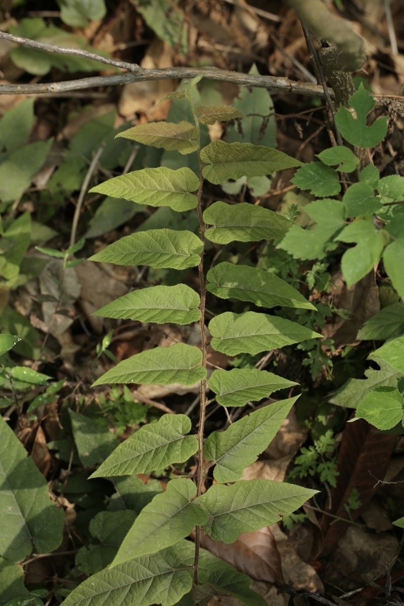 Rubus parkeri photo 6