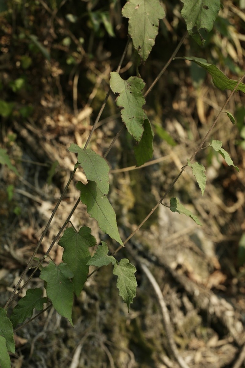 Rubus parkeri photo 7