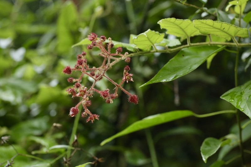Rubus parkeri photo 8