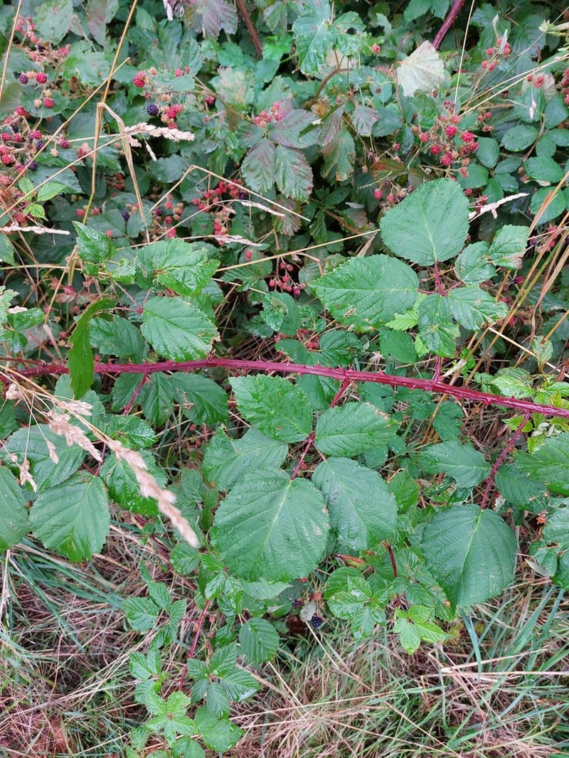 Rubus parthenocissus