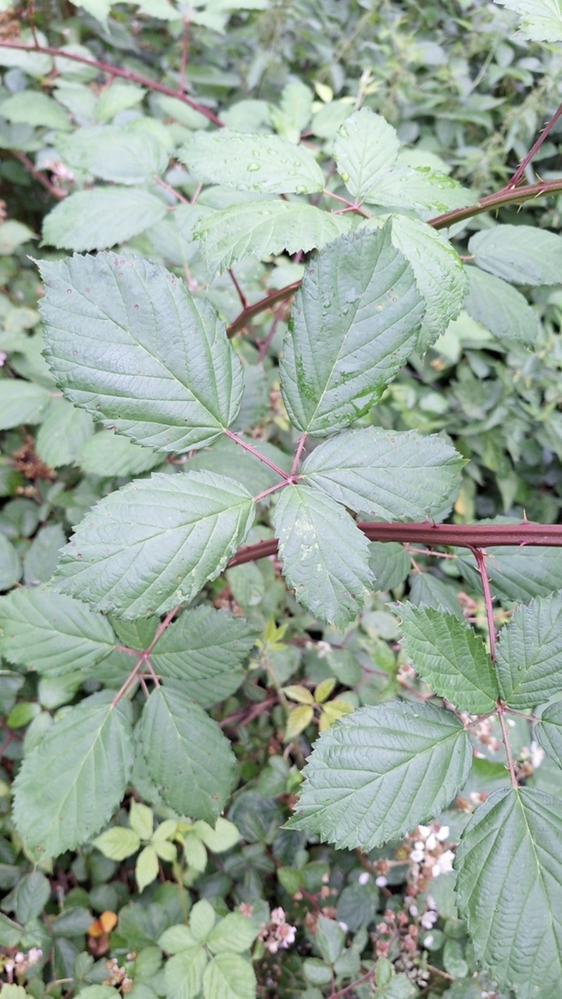 Rubus parthenocissus photo 2