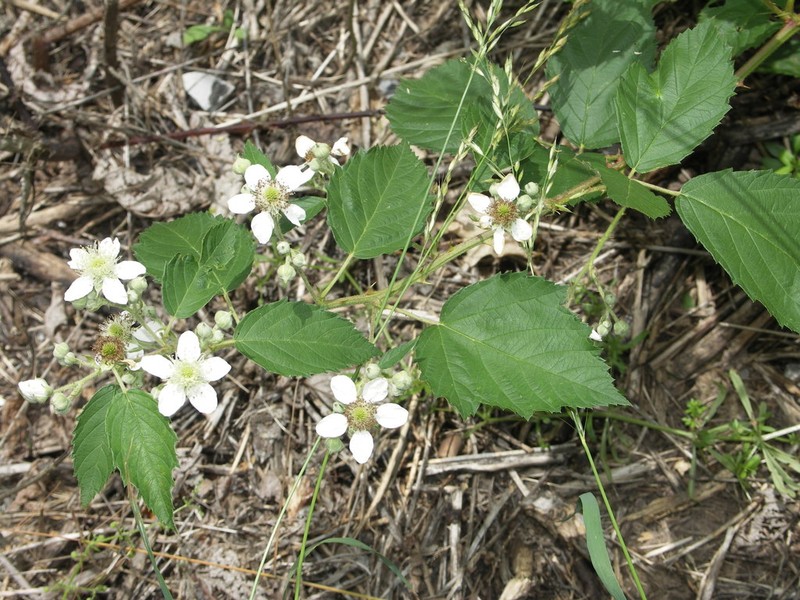 Rubus parthenocissus photo 3