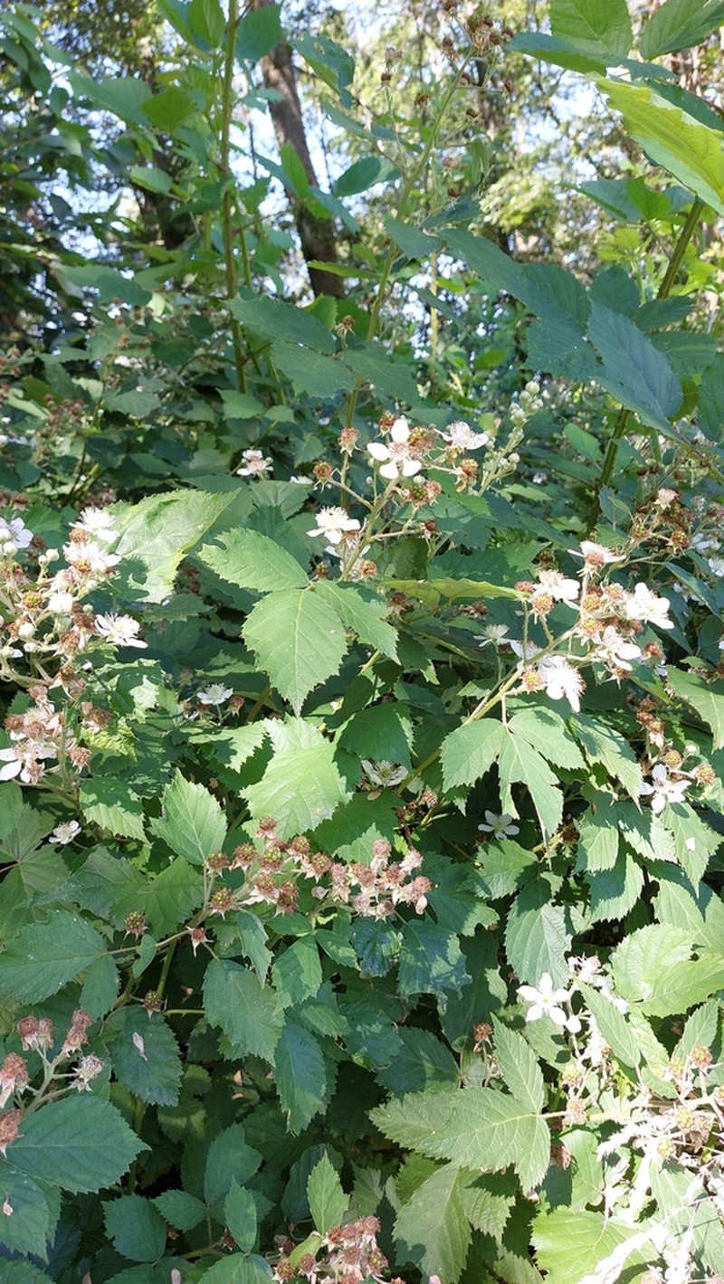 Rubus parthenocissus photo 4
