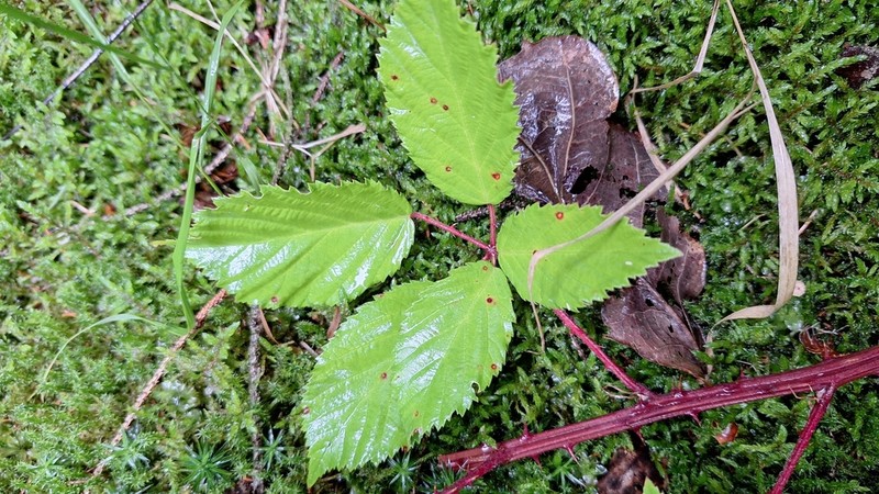 Rubus parthenocissus photo 5