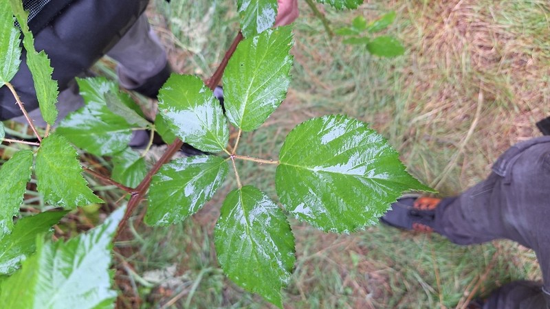 Rubus parthenocissus photo 6