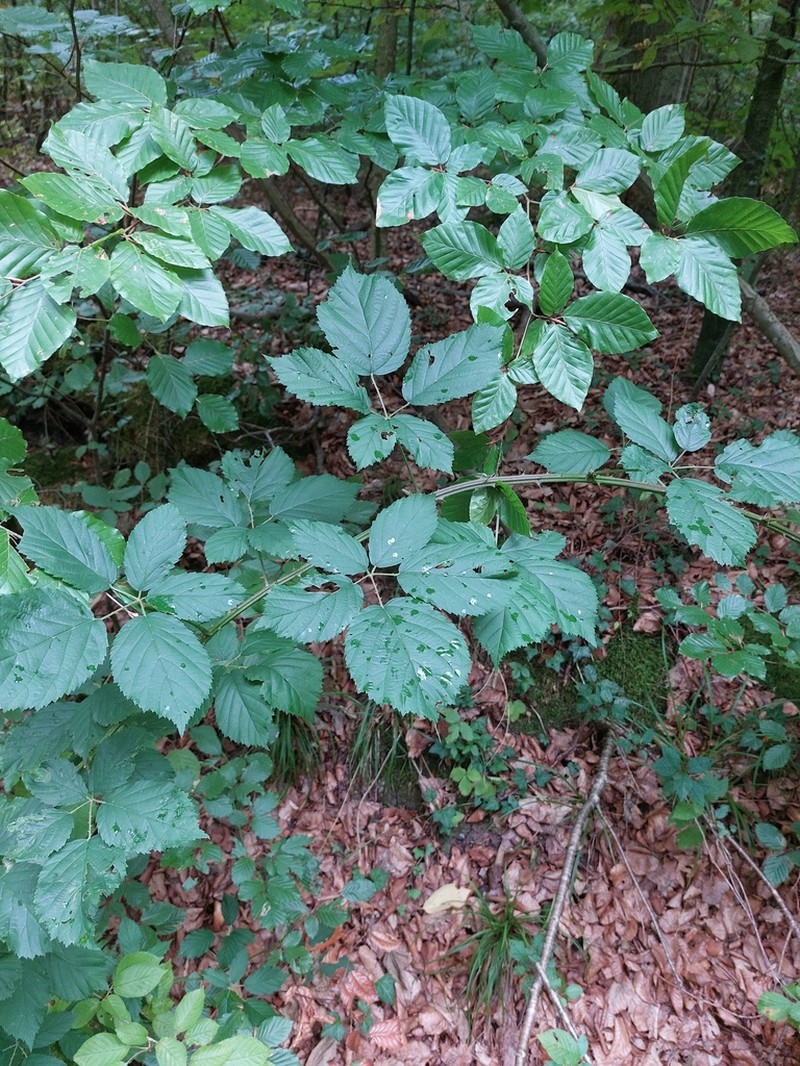 Rubus parthenocissus photo 7