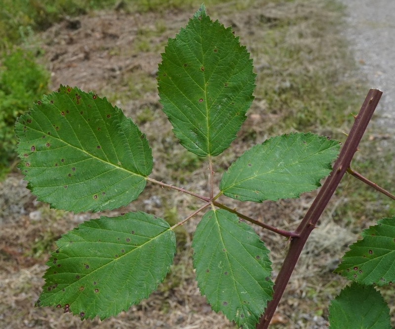 Rubus parthenocissus photo 8