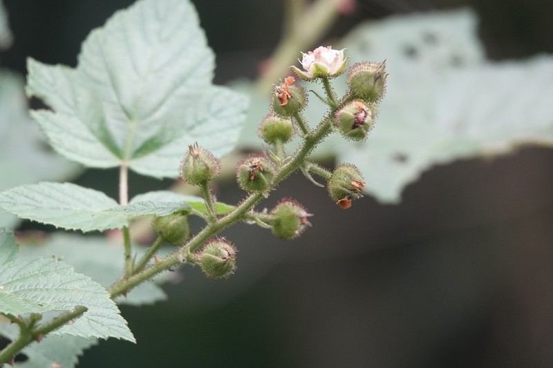 Rubus parviaraliifolius