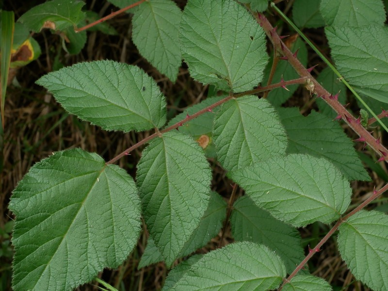 Rubus parviaraliifolius photo 2