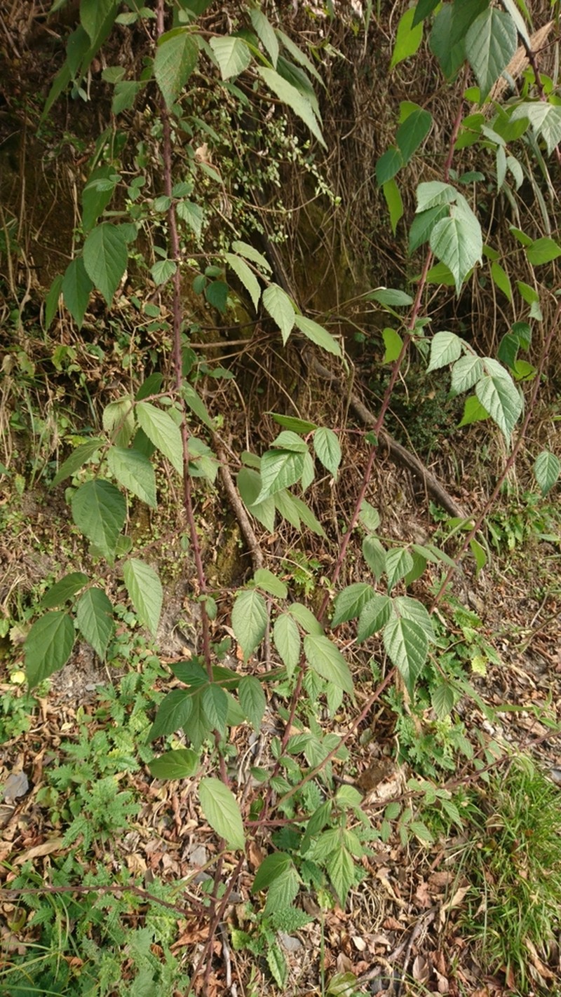 Rubus parviaraliifolius photo 3