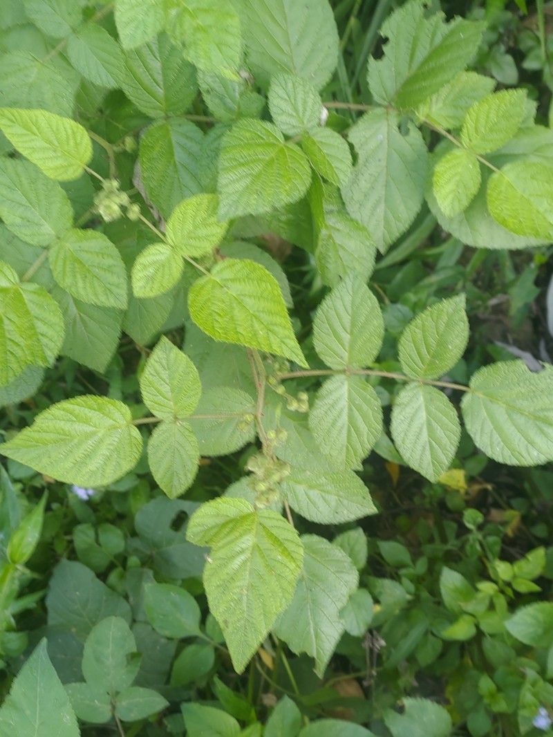 Rubus parviaraliifolius photo 4