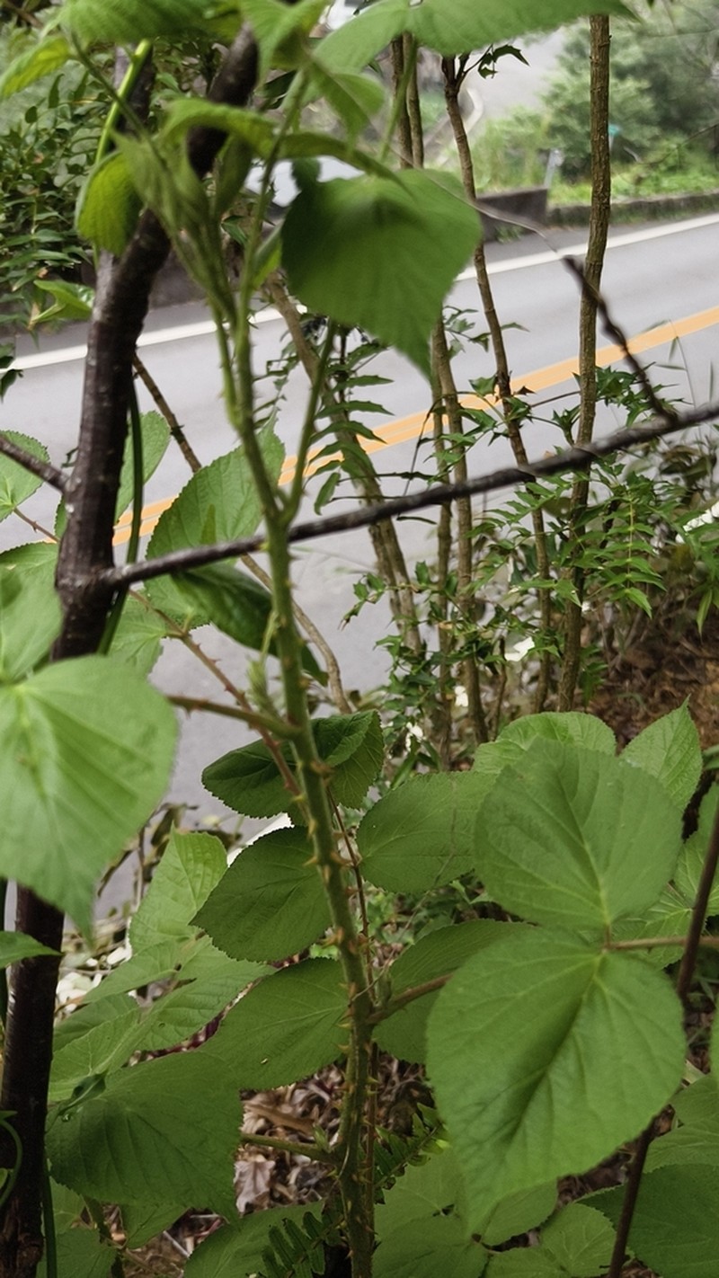 Rubus parviaraliifolius photo 5
