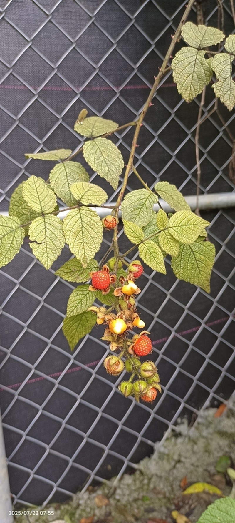 Rubus parviaraliifolius photo 6
