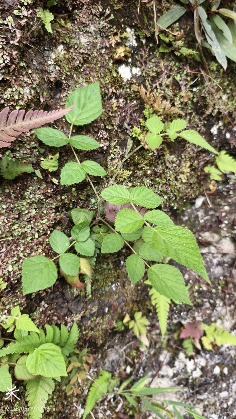 Rubus parviaraliifolius photo 7