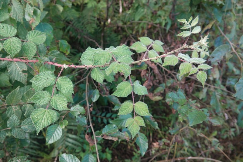 Rubus parviaraliifolius photo 8