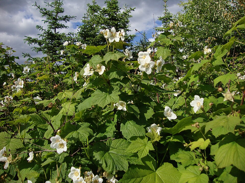 Thimbleberry photo 2