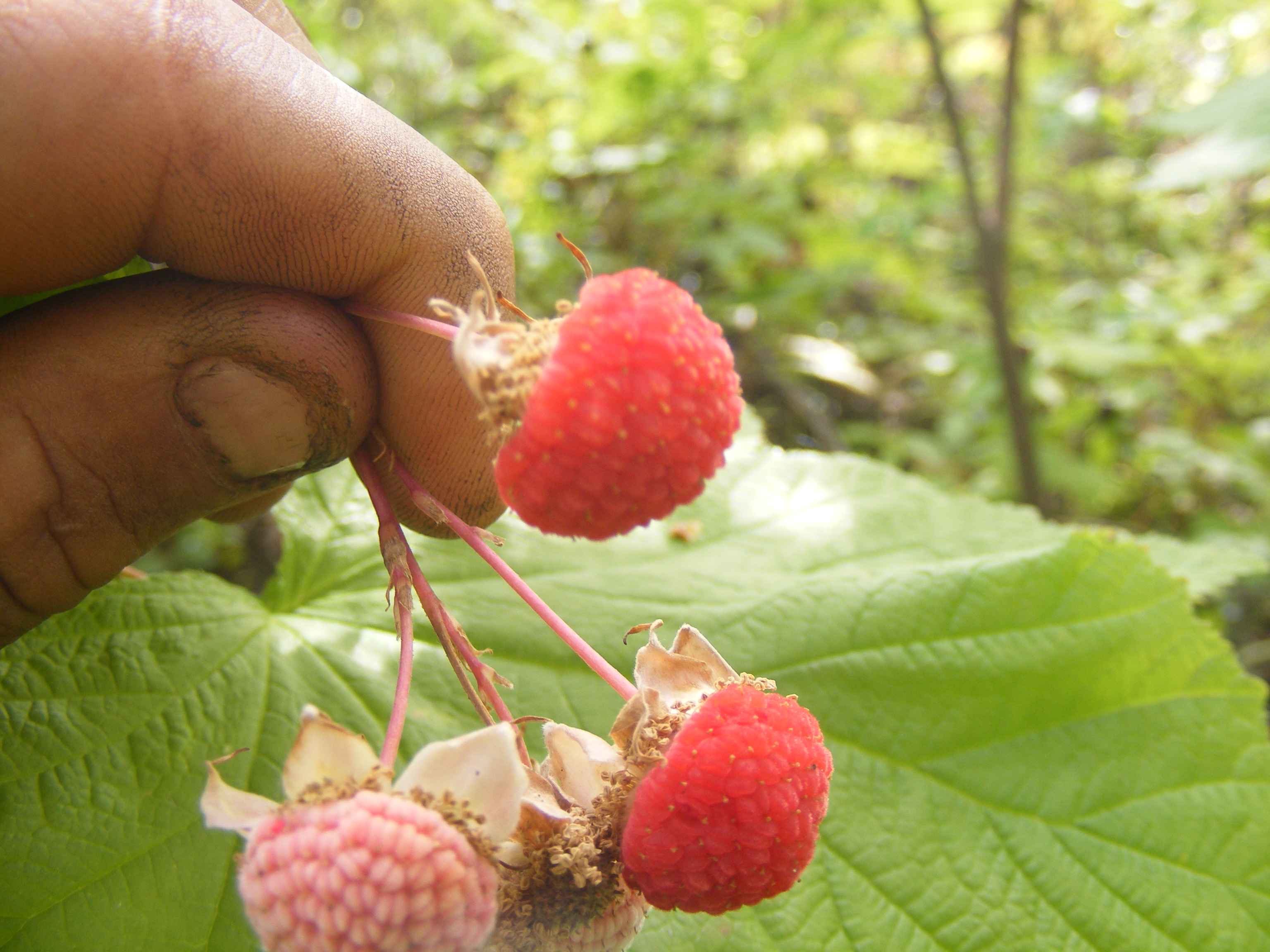 Thimbleberry photo 3
