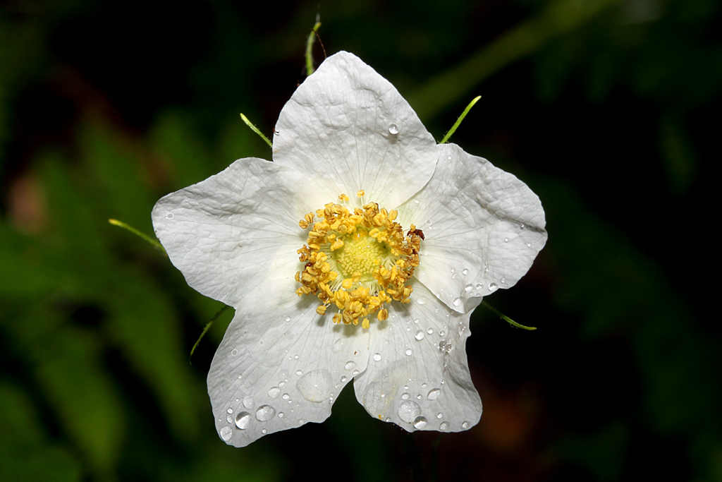 Thimbleberry photo 5