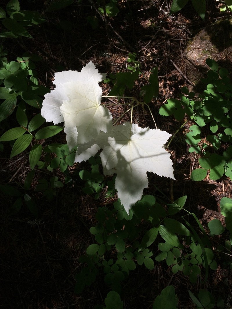 Thimbleberry photo 5