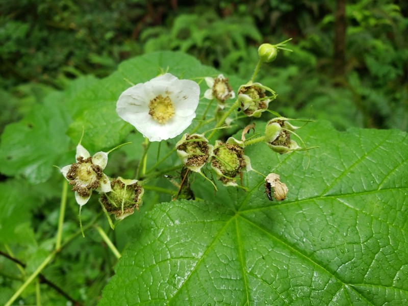 Thimbleberry photo 6