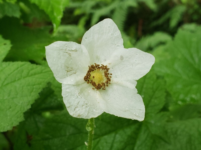 Thimbleberry photo 7