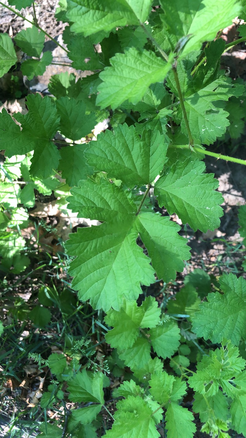 Japanese Raspberry photo 3