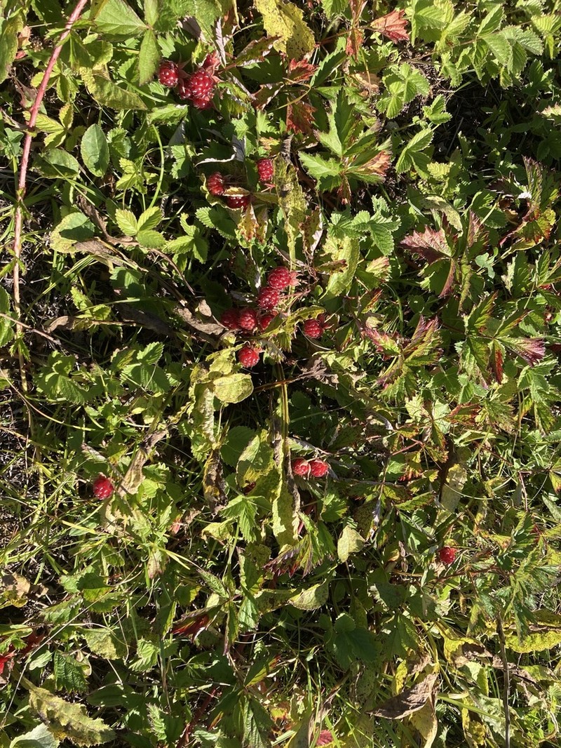 Japanese Raspberry photo 4