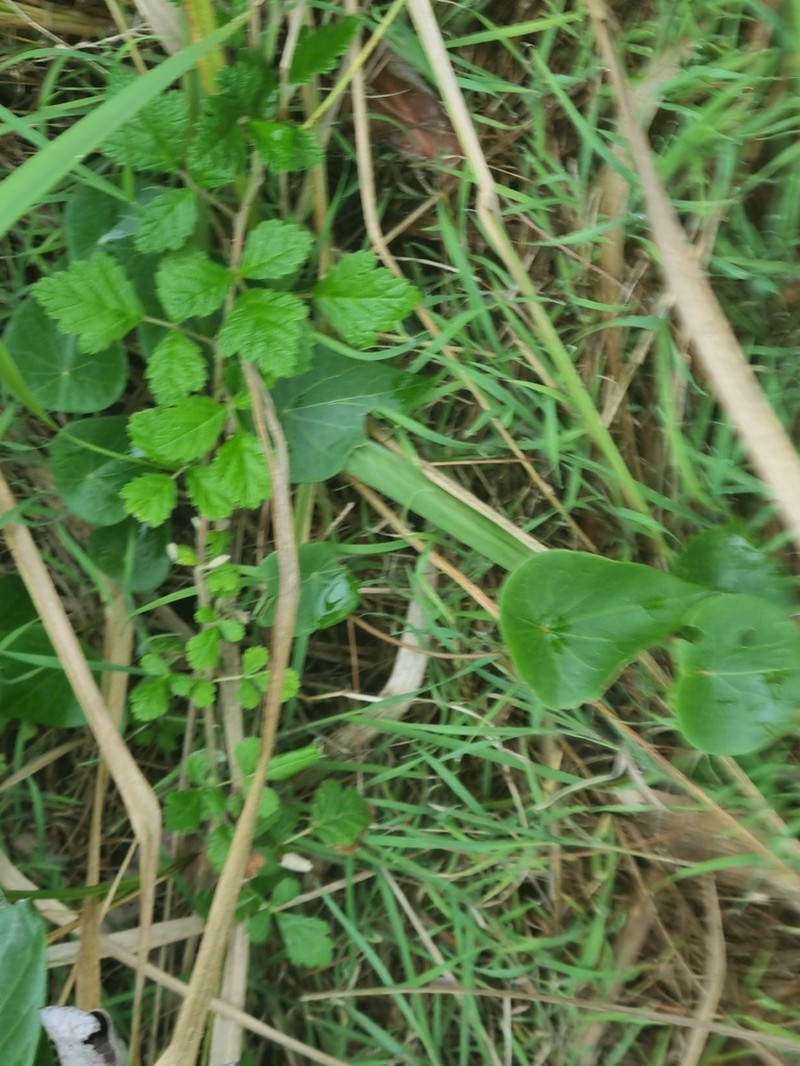 Japanese Raspberry photo 5