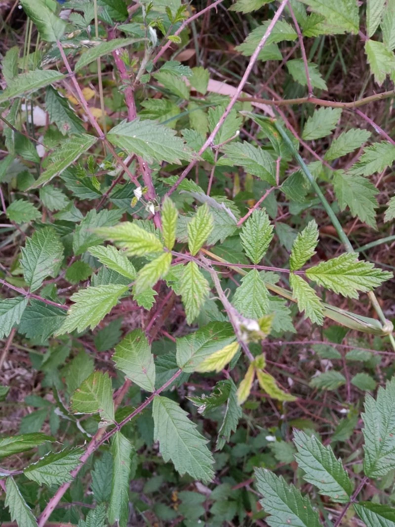 Japanese Raspberry photo 6