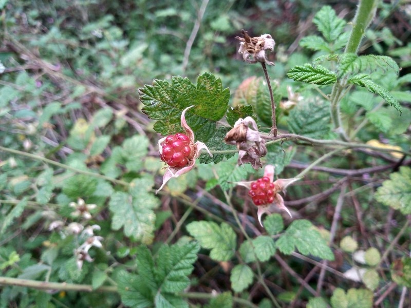 Japanese Raspberry photo 7