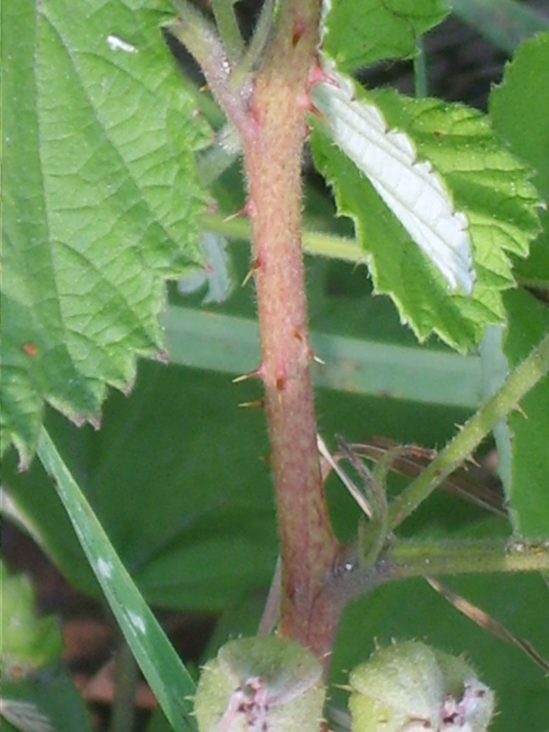 Japanese Raspberry photo 4
