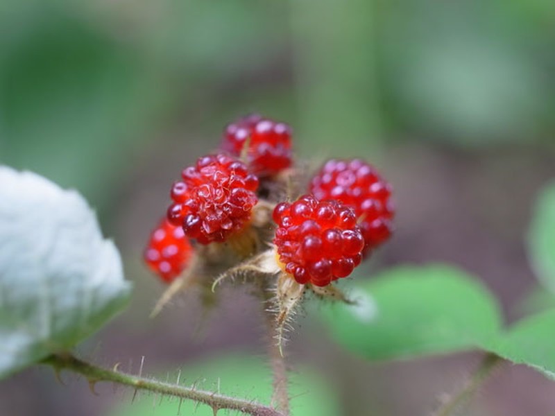 Japanese Raspberry photo 5