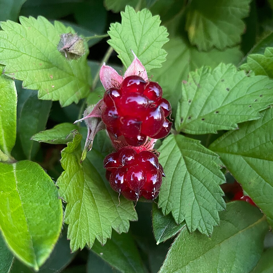 Japanese Raspberry photo 6