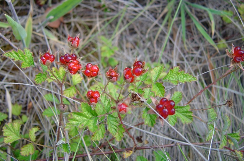 Japanese Raspberry