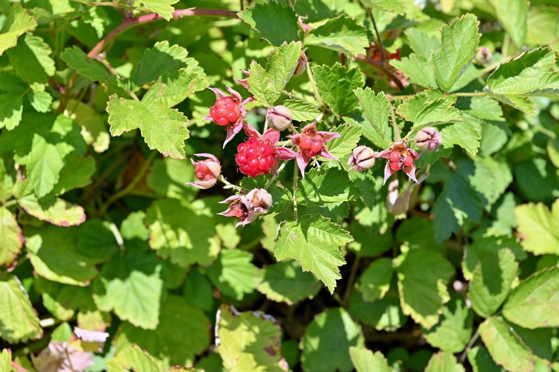 Japanese Raspberry photo 2