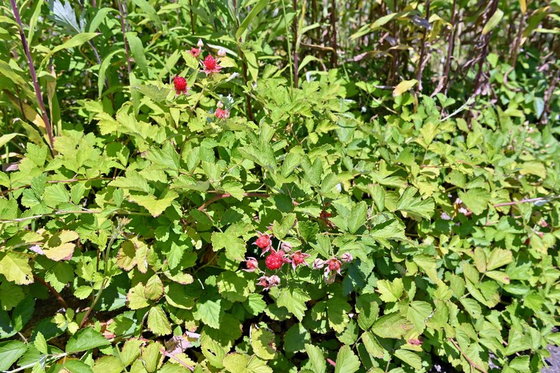 Japanese Raspberry photo 7