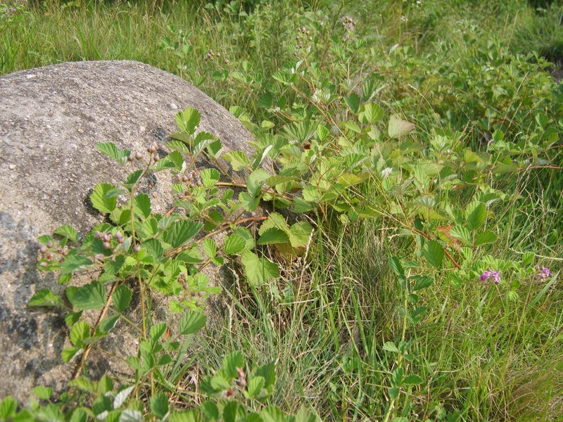 Japanese Raspberry photo 8
