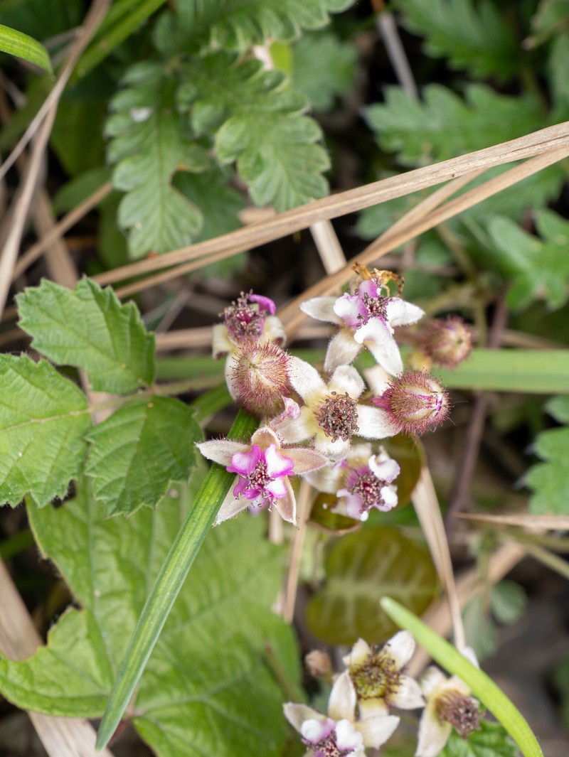 Rubus parvifolius var. adenochlamys