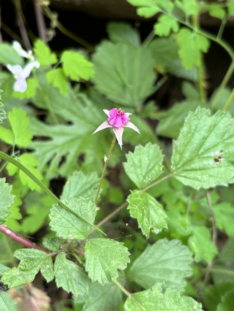 Rubus parvifolius var. adenochlamys photo 2