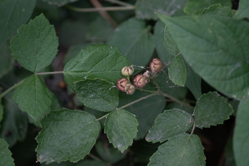 Rubus parvifolius var. adenochlamys photo 3